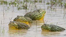 African bullfrogs (Pyxicephalus adspersus)