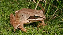 Wood frog (Rana sylvatica)