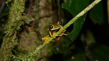 Lemur Leaf Frog (Agalychnis lemur)