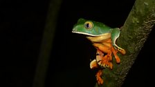 Splendid leaf frog (Cruziohyla calcarifer)