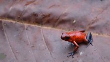 Strawberry Poison Frog (Oophaga pumilio)