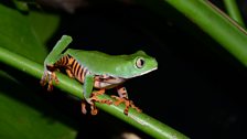 Tiger striped Monkey frog (Phyllomedusa tomopterna)