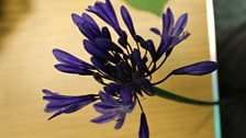 Agapanthus 'Purple Cloud'