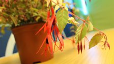 Close-up of a potted Fuschia.