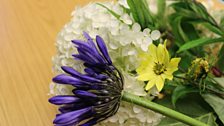 Agapanthus 'Purple Cloud' set against a white Hydrangea