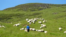 John Willie MacIllÌosa am measg nan caorach air Eilean Ratharsair