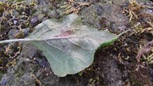 Powdery mildew