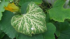 Nutrient deficiency on courgette