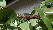 Canker on pear tree