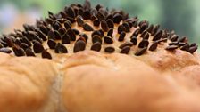 Martha's Stuffed Sunflower Loaf