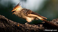 Guira Cuckoo