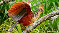 Hoatzin