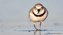 Wrybill