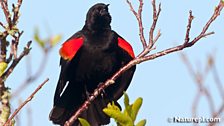 Red-Winged-Blackbird