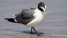 Laughing Gull