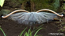 Superb Lyrebird