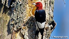 Red Headed Woodpecker