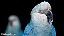 Spix Macaw