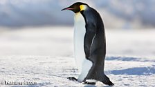 Emperor Penguin