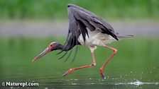 Black Stork