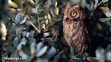 Eurasian Scops Owl