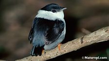 White Bearded Manakin