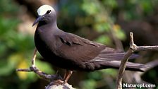 Brown Noddy