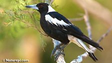 Australian Magpie