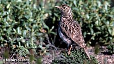 Dupont Lark