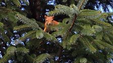 Red Squirrel