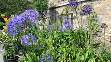 Helen Dillon’s Garden in Dublin