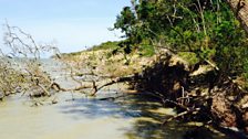 The land is now the nearest to a mangrove swamp that you could hope to find in the UK.