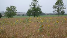 The first feature saw Chris take Paul to one of his pollen and nectar wild flower seed mix fields