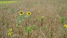 Sunflowers at High Ash Farm