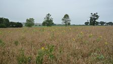 A view across the fields at High Ash Farm in Caistor St Edmund