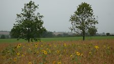 A view between the trees