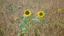 More of Chris's sunflowers