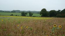 Looking across at the pollen and nectar mix