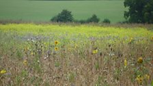 The pollen and nectar mix