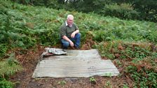 No, this isn't littering - Chris left this corrugated iron sheeting as an environment for slow worms