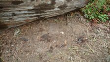 There were no slow worms today, the wet weather had them hiding away