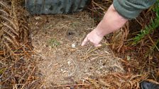 Under another sheet, a field vole quickly scurried away!