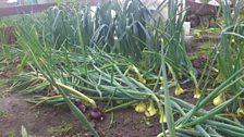 Richard Crawford's onion crop