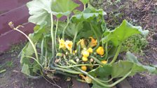 Sunburst squash