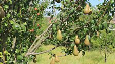 Pears in the Newburgh Community Orchard