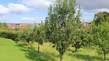 Fruit trees