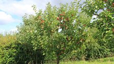 Worcestershire Pearmin apples in the Newburgh Community Orchard