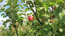 Apples in Newburgh