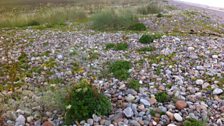 Shingle Beach at Whiteness Head