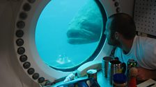 Aquanaut Ryan LaPete in Aquarius being watched by a goliath grouper.